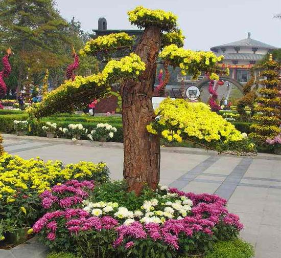 黄山菊花造型