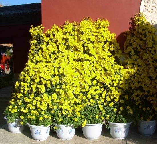 喀什造型菊花